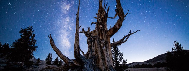 The Old Guard – Bristlecone Pine Forest, California