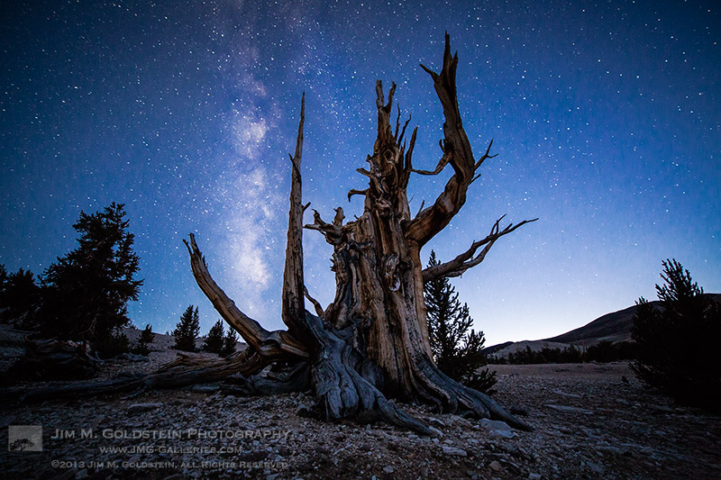 The Old Guard  – Bristlecone Pine Forest, California