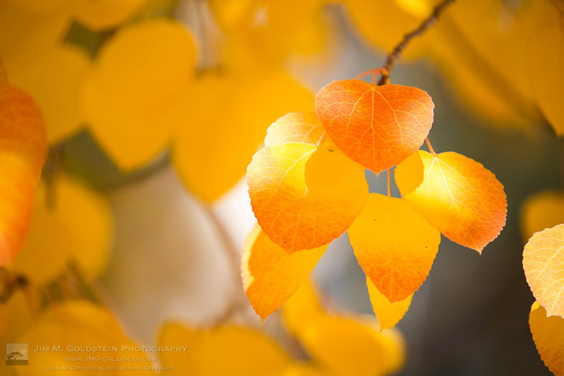 Fall Color California Red and Golden Yellow  aspen leaves  in the dancing sunlight. 