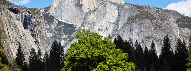 Cook's Meadow Elm Tree & Half Dome