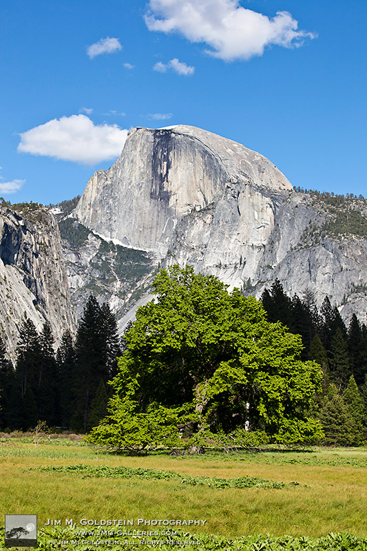 Cook's Meadow Elm Tree & Half Dome