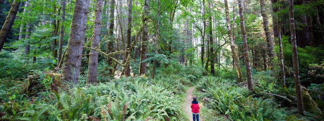 Taking in the atmosphere of the Redwoods