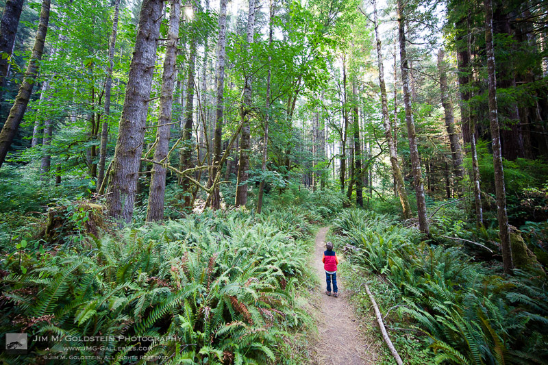 Taking in the atmosphere of the Redwoods