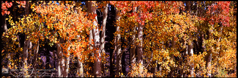 Aspen Tree Fall Color in the Eastern Sierras of California