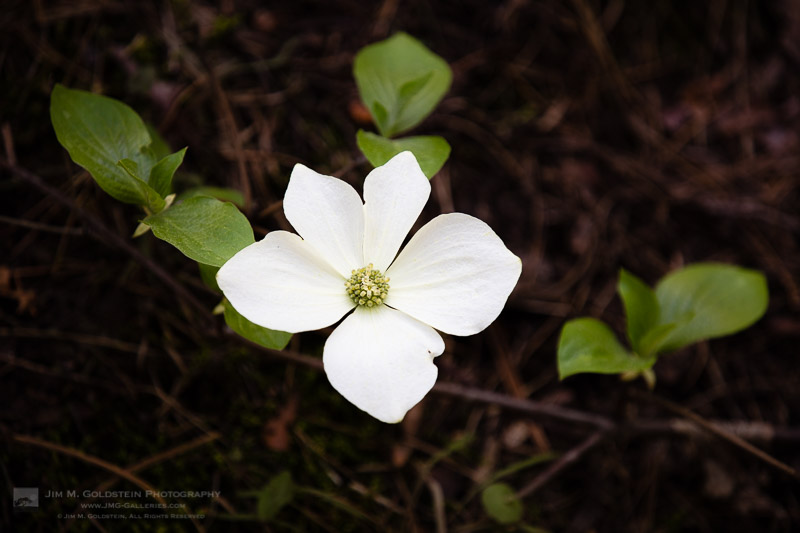 Dogwood Blossom, Yosemite National Park