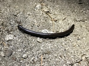 Millipede on the trail