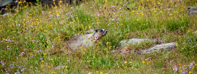 Hoary marmot – Glacier National Park, Montana