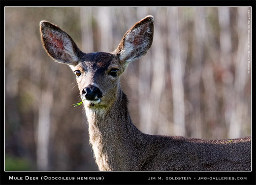 Mule Deer (Odocoileus hemionus) photographed by Jim M. Goldstein