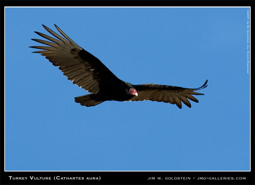 Turkey Vulture (Cathartes aura) photographed by Jim M. Goldstein