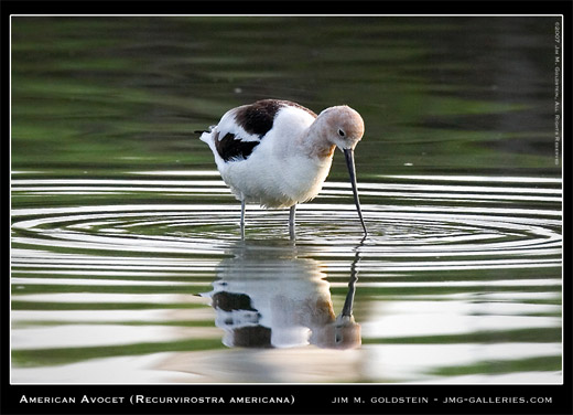 American Avocet photo by Jim M. Goldstein