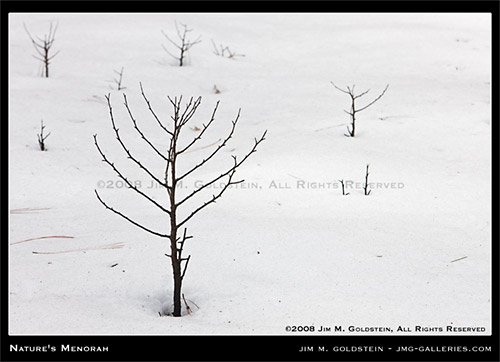 Happy Hannukah: Natures Menorah - Yosemite California