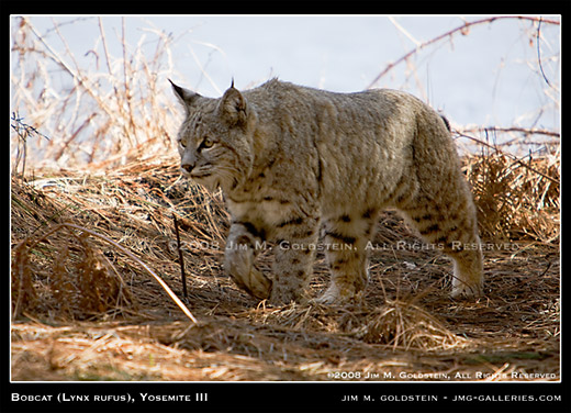 Wild Bobcat (Lynx rufus, Yosemite National Park wildlife photo by Jim M. Goldstein