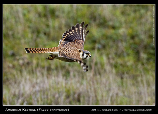 Female American Kestrel photographed by Jim M. Goldstein