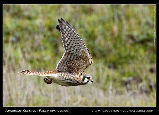 American Kestrel wildlife photo by Jim M. Goldstein