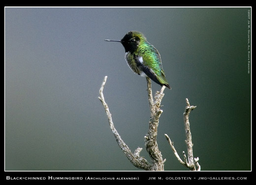 Black-chinned Hummingbird Photographed by Jim M. Goldstein