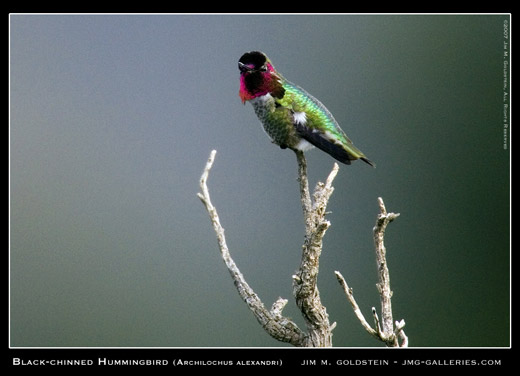 Black-chinned Hummingbird Photographed by Jim M. Goldstein