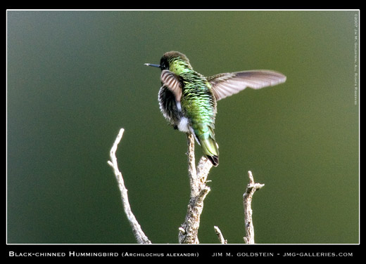 Black-chinned Hummingbird Photographed by Jim M. Goldstein