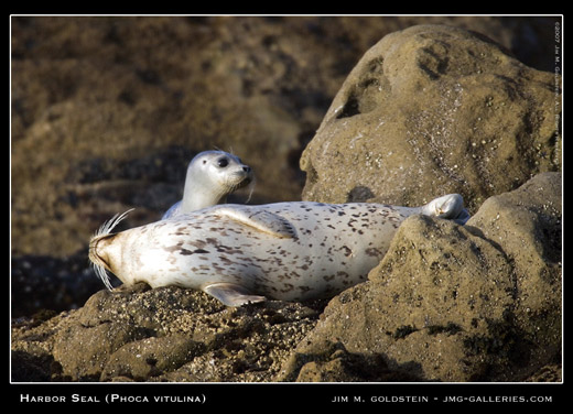 Harbor Seal 