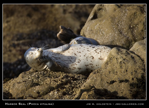 Harvor Seal 