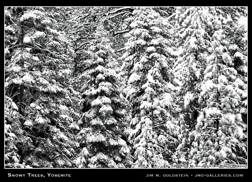 Snowy Trees, Yosemite National Park nature photo by Jim M. Goldstein