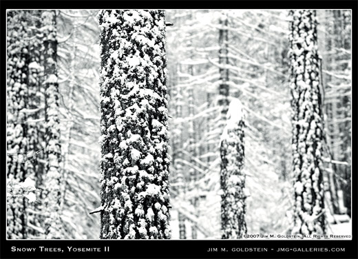 Snowy Trees, Yosemite II landscape photo by Jim M. Goldstein