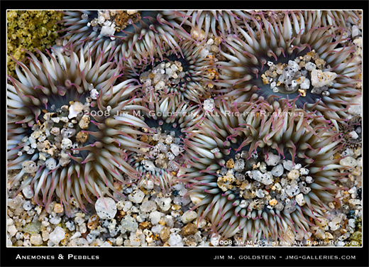 Anemones and Pebbles nature photo by Jim M. Goldstein