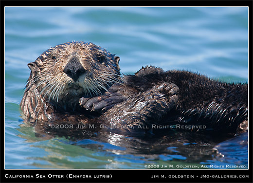 California Sea Otter (Enhydra lutris) wildlife photo by Jim M. Goldstein