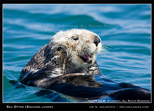 Sea Otter (Enhydra lutris) wildilfe photo by Jim M. Goldstein