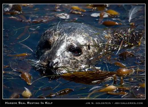 Pacific Harbor Seal Resting In Kelp nature photo by Jim M. Goldstein