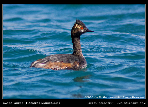 Eared Grebe (Podiceps nigricollis) wildlife photo by Jim M. Goldstein