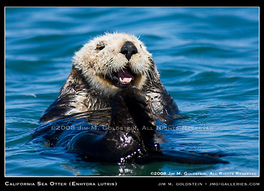 California Sea Otter (Enhydra lutris) wildlife photo by Jim M. Goldstein