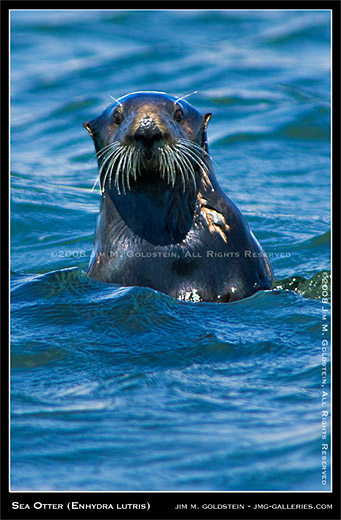 Sea Otter (Enhydra lutris) wildlife photo by Jim M. Goldstein