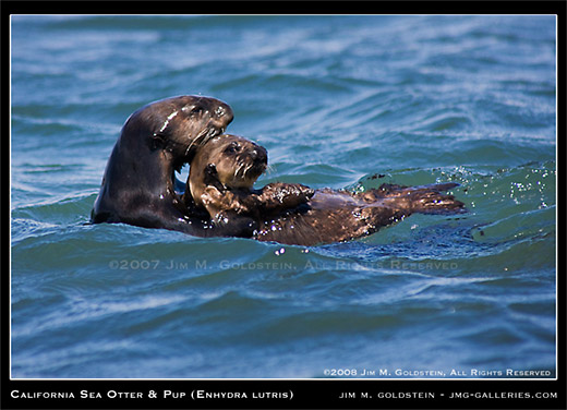 Sea Otter and Pup (Enhydra lutris)