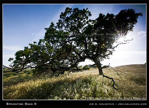 Springtime Oaks II nature photo by Jim M. Goldstein