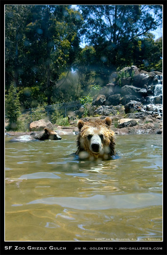 San Francisco Zoo Grizzly Gulch opening by Jim M. Goldstein