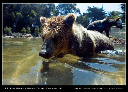 Grizzly Gulch Grand Opening with Kachina and Kiona the grizzly bears