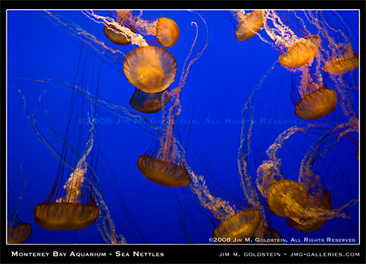 Monterey Bay Aquarium Sea Nettle exhibit photo by Jim M. Goldstein