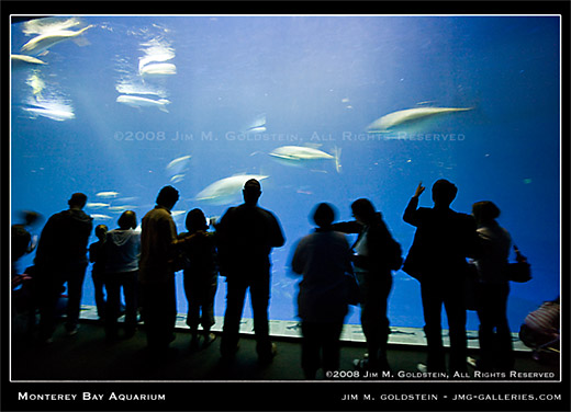 Monterey Bay Aquarium crowd enjoying the million gallon tank by Jim M. Goldstein