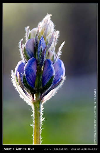 Arctic Lupine Bud, Arctic National Wildlife Refuge