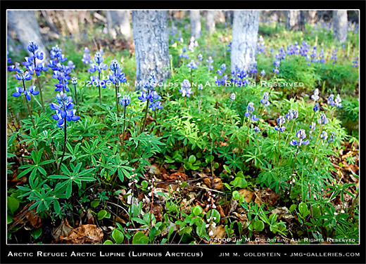 Arctic Refuge: Arctic Lupine (Lupinus Arcticus)