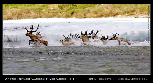 Arctic Refuge: Caribou River Crossing I photo by Jim M. Goldstein