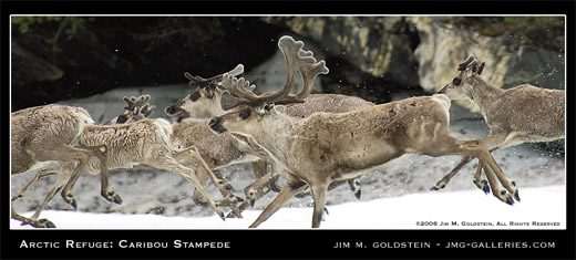 Arctic Refuge: Caribou Stampede photographed by Jim M. Goldstein