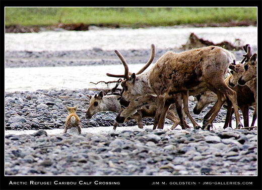 Arctic Refuge: Caribou Calf Crossing by Jim M. Goldstein