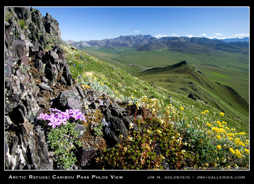 Arctic Refuge: Caribou Pass Phlox View landscape photo by Jim M. Goldstein