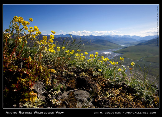 Arctic National Wildlife Refuge Wildflower View landscape photo by Jim M. Goldstein