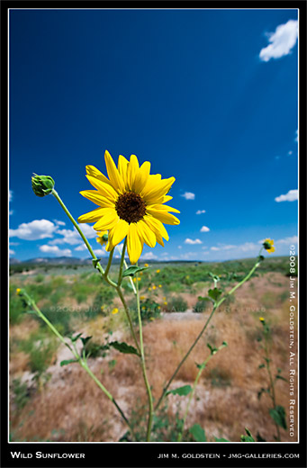 Wild Sunflower, Utah - photo by Jim M. Goldstein
