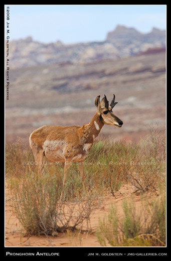 Pronghorn Antelope (Antilocapra americana) wildlife photo by Jim M. Goldstein