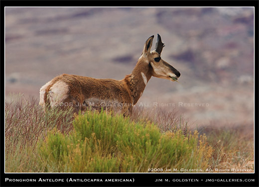 Pronghorn Antelope (Antilocapra americana) wildlife photo by Jim M. Goldstein