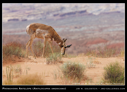 Pronghorn Antelope (Antilocapra americana) wildlife photo by Jim M. Goldstein