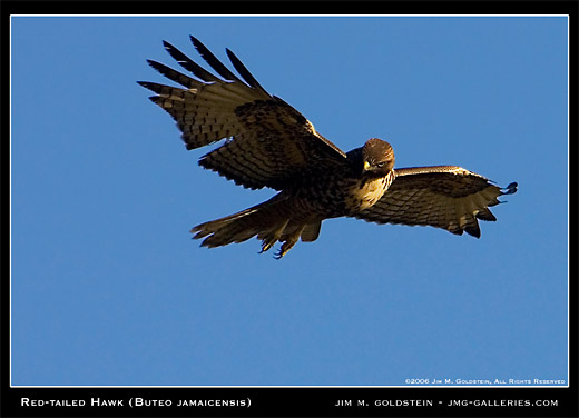 Red-tailed Hawk (Buteo jamaicensis) wildlife photo by Jim M. Goldstein